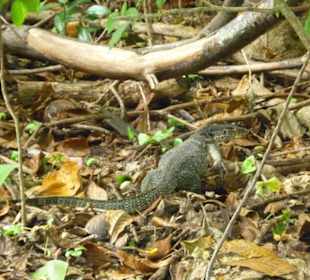 Kleiner Waran auf Turtle Island
