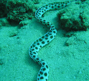 Direkt am Hausriff beim Schnorcheln aufgenommen