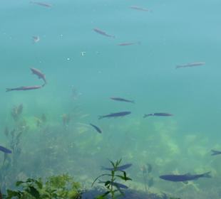 Woda, zdjecie zrobione z góry.