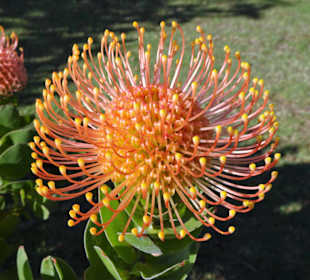 Eindrücke vom Rundgang durch Blandy´s Garden