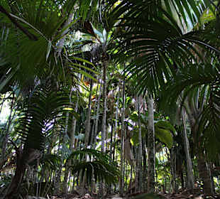 Dschungelähnlicher Palmenwald