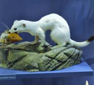 Abteilung "Naturschätze Thüringens"