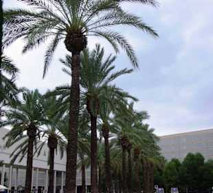 Schöne Palmen am Eingang