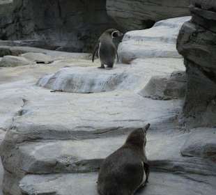 Pinguine