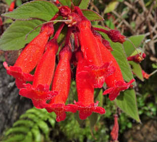 Rundgang durch den Monte Palace Tropical Garden