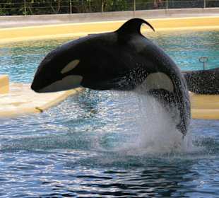 Damit es auch richtig spritzt, dreht er sich noch