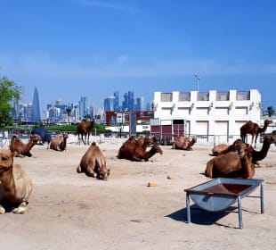Kamelmarkt 