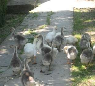 Gänse im Kloster