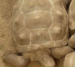 Seychellen Riesenschildkröten