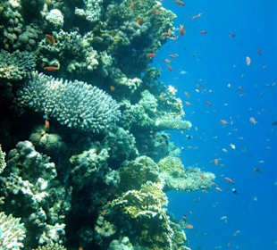 Korallenwelt