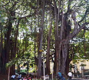 Park in Port Louis