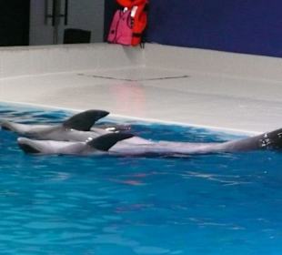 Dolphinarium