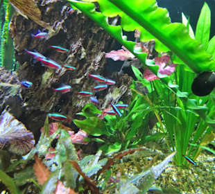 Impressionen aus dem Meeresaquarium