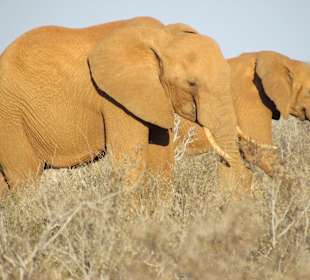 Elefanten im Tsavo Park