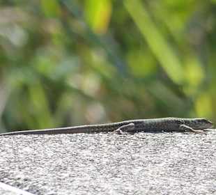 Eidechsen am Strand von Sirmione