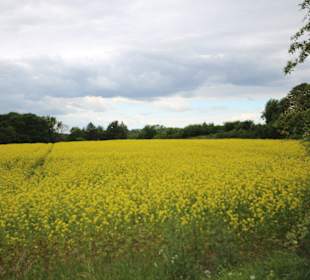 Windmühle Fortuna Rapsfeld