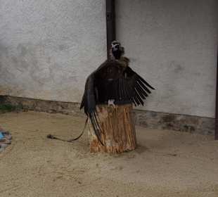 Greifvogel-Gehege