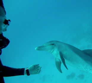 Swim, snorkel or dive with a dolphin!