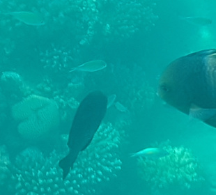 Schnorcheln Makadi Bay