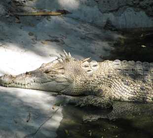 В зоопарке Бали
