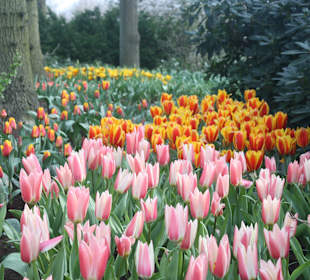 Tulpen im Keukenhof