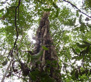 Ausflug in den Dschungel