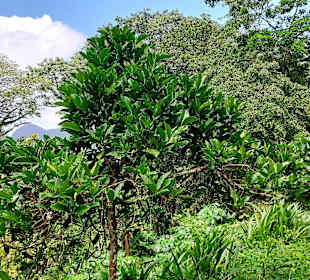 Parque Natural Obô do Príncipe