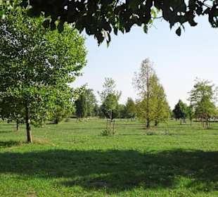 Der sommerliche Baumpark Thedinghausen