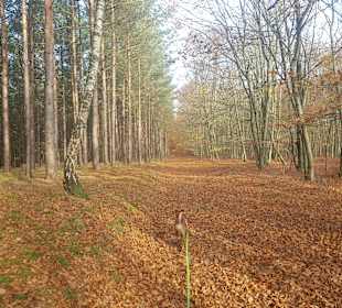 Wandern Zwenzow