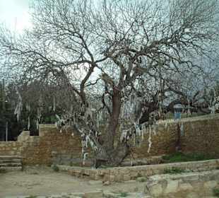 Wunschbaum vor der Grotte der Heiligen Salomoni