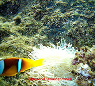 Rotmeer-Anemonenfisch