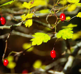 Letzte Früchte am Baum