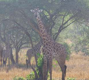 Giraffen