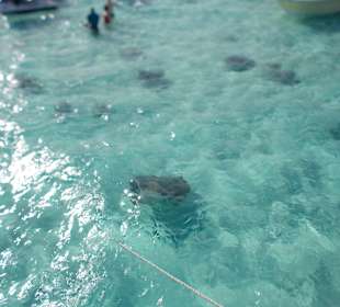 Stingray City