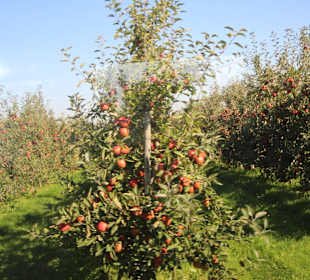 Kurz vor der Ernte