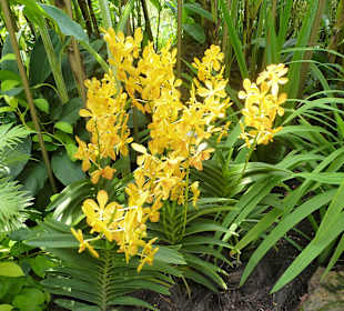 Im Garten der Orchideen