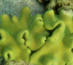 Korallenriff Fantasy - beim Schnorcheln gesehen