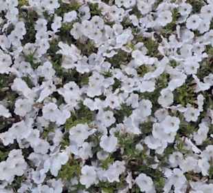 Real Jardín Botánico de Madrid