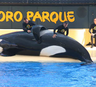 Orca Show