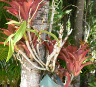 Manati park bavaro