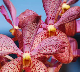 Farma orchidei