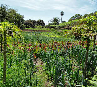 Impressionen von der Fajã dos Padres