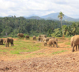 Elefantenwaisenhaus Pinnawela
