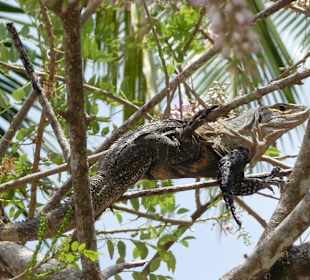 Leguan hinter dem Strand