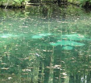 Rezerwat Przyrody Niebieskie Źródła