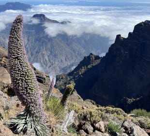 Roque de los Muchachos