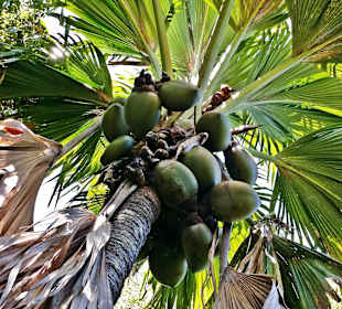 Coco de Mer im Fond Ferinand