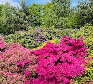 Rhododendronpark