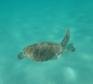 Schildkröte vor dem Riff gegen 14 Uhr