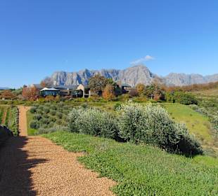 Weingut Tokara in Stellenbosch